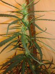 cannabis medicinal 2 meses de floração 6