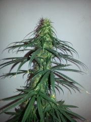 Prenseeds M2 (4)