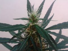 M1 prensseds sativa