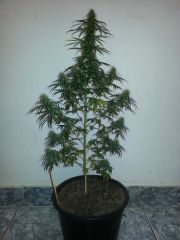 Prenseeds M2 (2)