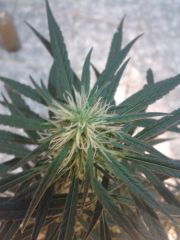 cannabis medicinal 2 meses de floração 16