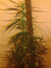 cannabis medicinal 2 meses de floração 5