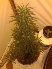 cannabis medicinal 2 meses de floração 8