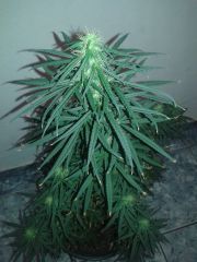 M2 prensseds sativa