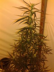 cannabis medicinal 2 meses de floração 10