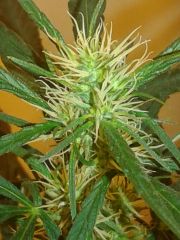 cannabis medicinal 2 meses de floração 4