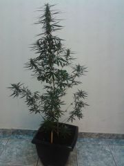 M1 prensseds sativa