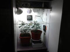 scrog1