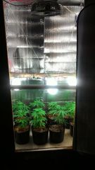 growupdate2