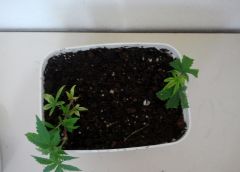 29.03 tranp clone mendo flora (2)