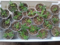 28.02  clones