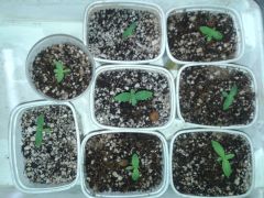 Seedling