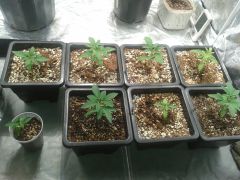 Seed 2 semana