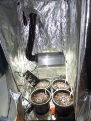 Foto 3   Grow