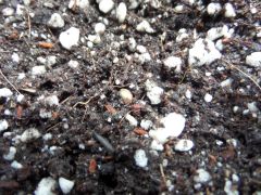 31.07.2015   Germinação   White Widow