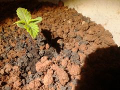 Prenseed sortuda 2 (após transplante)