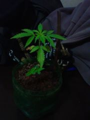 Planta 01- 2 meses. (antes do transplante das prenseeds sortudas)