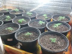 Clones 1 semana na terra