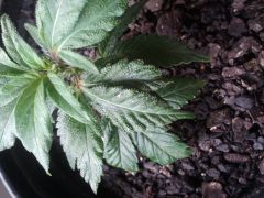 aparente problema com spider mites