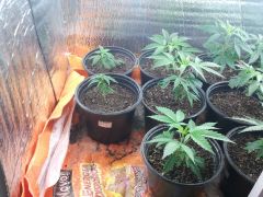 Clones 17 dias transplante vaso