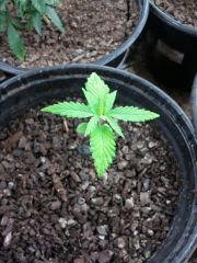 Skunk - from seed