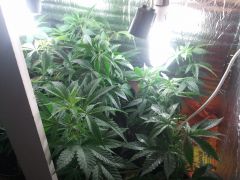 38 dias transplante Clones