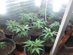 Clones 17 dias transplante vaso