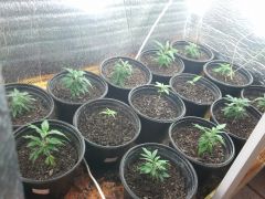 Clones - WW e Skunk from seeds