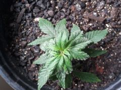 aparente problema com spider mites