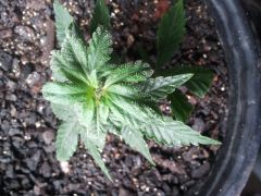 aparente problema com spider mites?