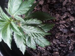 aparente problema com spider mites