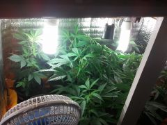 38 dias transplante Clones