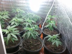 Clones 17 dias transplante vaso