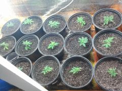 Clones 1 semana na terra