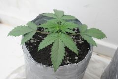 Jack 47 auto