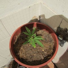 IMG 9159