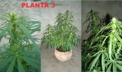 plant 3