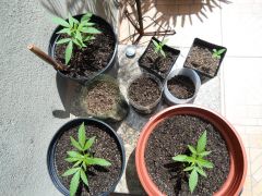 2 plantinhas novas, e mais 3 nascendo!!!!