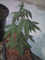 Transplante julgo macho