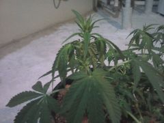 Transplante julho fêmea 01