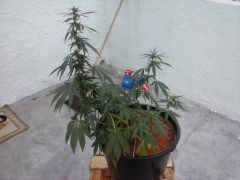 20 08 15 01