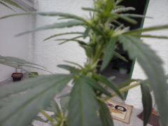 20 08 15 16