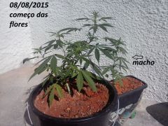 IMG 20150808 WA0006
