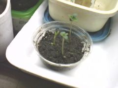 germinando..