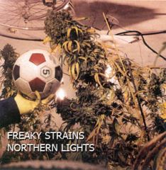 freaky strains northern lights