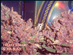 freaky strains By ricco Y locco circa 2002 08