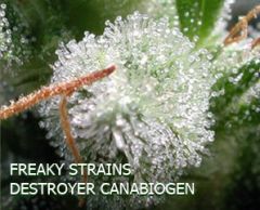 freaky strains destroyer CANNABIOGEN