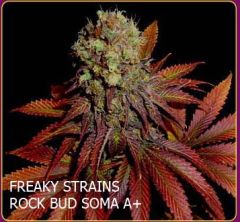 freaky strains rock Bud soma A