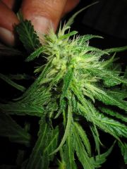 chemo G13 28 dias flor