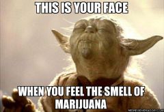 Yoda Weed